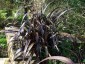 Phormium 'Black Velvet' - small image 3