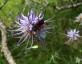 Phyteuma scheucheri - small image 3