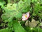 Podophyllum hexandrum - small image 3