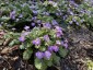 Primula boothii - small image 3