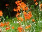 Primula cockburniana AGM - small image 3