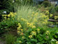 Primula florindae AGM - small image 3