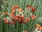 Primula florindae Apricot Shades - small image 3