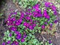 Primula 'Wanda' - small image 3