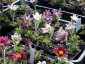 Pulsatilla vulgaris 'Papageno' - small image 3