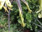 Puya mirabalis - small image 3