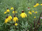 Ratibida pinnata - small image 3