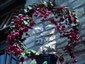 Rhodochiton atrosanguineus AGM - small image 3