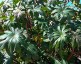 Ricinus communis - small image 3