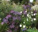 Ricinus communis 'New Zealand Black' - small image 3