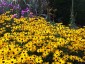 Rudbeckia fulgida 'Goldsturm' AGM - small image 3