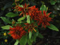 Rudbeckia hirta 'Cherokee Sunset' - small image 3