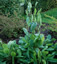 Rudbeckia maxima - small image 3