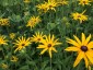 Rudbeckia missouriensis AGM - small image 3