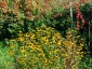 Rudbeckia triloba AGM - small image 3
