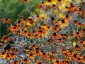 Rudbeckia triloba 'Prairie Glow' - small image 3