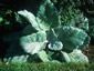 Salvia argentea - small image 3