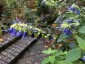 Salvia atrocyanea - small image 3