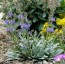 Salvia daghestanica - small image 3