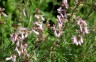 Salvia jurisicii - small image 3