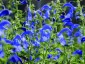 Salvia patens - small image 3