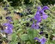 Salvia patens 'Chilcombe' - small image 3