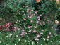 Salvia 'Ribambelle' AGM - small image 3