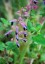 Salvia semiatrata - small image 3
