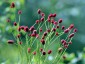 Sanguisorba officinalis - small image 3