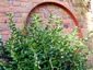 Sarcococca confusa - small image 3