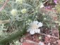 Scabiosa argentea - small image 3