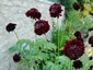Scabiosa 'Black Knight' - small image 3