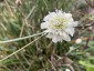 Scabiosa columbaria ssp. ochroleuca - small image 3