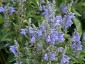 Scutellaria incana - small image 3