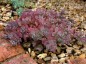 Sedum cauticola 'Lidakense' - small image 3