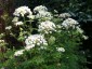 Selinum wallichianum - small image 3