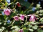 Semiaquilegia ecalcarata - small image 3