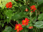 Senecio confusus - small image 3