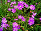 Senecio polyodon - small image 3