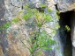Seseli gracile - small image 3
