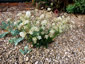 Seseli montanum - small image 3