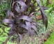 Setaria italica 'Red Jewel' - small image 3