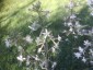Silene 'Confetti' - small image 3