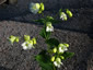 Silene fimbriata - small image 3