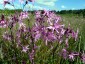Silene flos-cuculi - small image 3