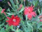 Silene laciniata 'Starburst' - small image 3