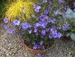 Silene viscaria 'Blue Angel' - small image 3