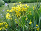 Sisyrinchium palmifolium - small image 3