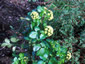Smyrnium olusatrum - small image 3
