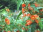 Sphaeralcea incana - small image 3